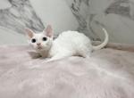 Female Devon Rex Blue Eyes - Devon Rex Kitten For Sale - West Hollywood, CA, US