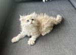 Blue gold British Longhair AY12 - British Shorthair Kitten For Sale - West Hollywood, CA, US