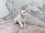 Odd Eyes Male Devon Rex - Devon Rex Kitten For Sale - West Hollywood, CA, US