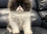 Blacky - Persian Kitten For Sale - 