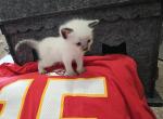 Travis Kelce - Snowshoe Kitten For Sale - Overland Park, KS, US