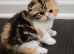 Bella - Scottish Fold Kitten For Sale - Jamison, PA, US