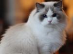 Seal bicolor - Ragdoll Cat For Sale/Service - 