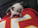 Travis - Ragdoll Kitten For Sale - Overland Park, KS, US