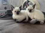 Thaia - Siamese Kitten For Sale - 