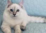 Siberian female A - Siberian Kitten For Sale - Virginia Beach, VA, US