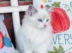 Axel - Ragdoll Kitten For Sale - 