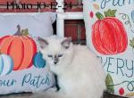 Bree - Ragdoll Kitten For Sale - 