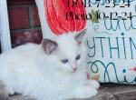 Boscoe - Ragdoll Kitten For Sale - 