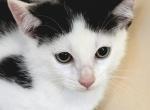 Bueatiful kitten - American Shorthair Kitten For Sale - 