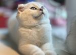 Bear - Scottish Fold Kitten For Sale - 