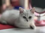 Max - Scottish Straight Kitten For Sale - 