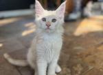 Artemis 1 - Maine Coon Kitten For Sale - Benton, KY, US