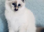 Siberian female B - Siberian Kitten For Sale - Charlottesville, VA, US