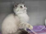 Lizzy - Minuet Kitten For Sale - South Bend, IN, US