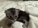 Octavia 1 - Maine Coon Kitten For Sale - 