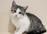 Pretty Boy - American Shorthair Kitten For Sale - 