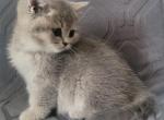 Sally - Scottish Straight Kitten For Sale - 