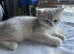 Nana - British Shorthair Kitten For Sale - 