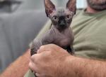 Pepper - Sphynx Kitten For Sale - Rockford, IL, US