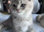 Tomas - British Shorthair Kitten For Sale - 