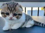 Branson - Scottish Fold Kitten For Sale - Jamison, PA, US