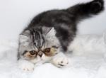 Maverick - Exotic Kitten For Sale - 