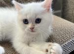 Full British shorthair - British Shorthair Kitten For Sale - 