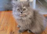 Star - Persian Kitten For Sale - 