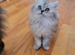 Layla - Persian Kitten For Sale - 