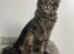 Mist - Maine Coon Kitten For Sale - 