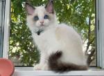 R042 - Ragdoll Kitten For Sale - Los Angeles, CA, US