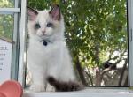 R042 - Ragdoll Kitten For Sale - 