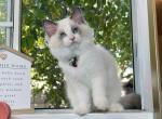 R041 - Ragdoll Kitten For Sale - Los Angeles, CA, US