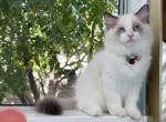 R041 - Ragdoll Kitten For Sale - Los Angeles, CA, US