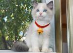 R043 - Ragdoll Kitten For Sale - Los Angeles, CA, US