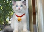 R043 - Ragdoll Kitten For Sale - Los Angeles, CA, US