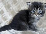 Sarah - Maine Coon Kitten For Sale - 