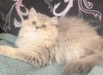 Longhair - British Shorthair Kitten For Sale - Johns Creek, GA, US