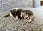 Rolo - Exotic Kitten For Sale - 