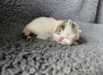 Rozalyn - Exotic Kitten For Sale - 