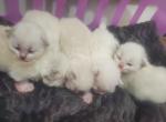 Siberian Kittens TICA certified - Siberian Kitten For Sale - 