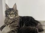 Freya - Maine Coon Kitten For Sale - Jacksonville, FL, US