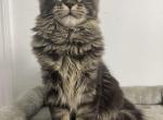 Freya - Maine Coon Kitten For Sale - Jacksonville, FL, US