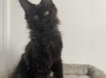 Odin - Maine Coon Kitten For Sale - Jacksonville, FL, US