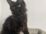 Odin - Maine Coon Kitten For Sale - Jacksonville, FL, US