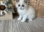 Rory orang C - Ragdoll Kitten For Sale - 