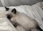 Male Siamese Kitten - Siamese Kitten For Sale - Oregon City, OR, US