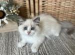 Max Green - Ragdoll Kitten For Sale - NC, US