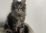 Thor - Maine Coon Kitten For Sale - Jacksonville, FL, US